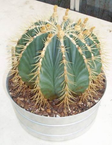 ferocactus_echidne